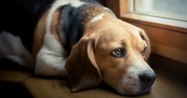صور كلاب حزينة ومؤلمة